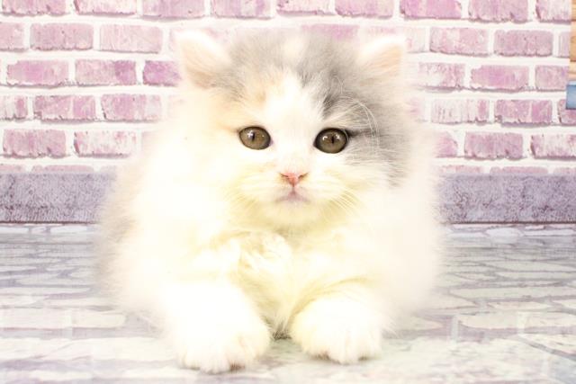 大阪府のブリティッシュロングヘアー (Coo&RIKU梅田店/2023年9月17日生まれ/女の子/ダイリュートキャリコ)の子猫