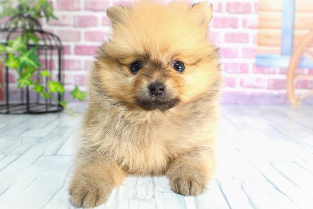 北海道のポメラニアン (Coo&RIKU苫小牧店/2023年9月13日生まれ/女の子/オレンジセーブル)の子犬