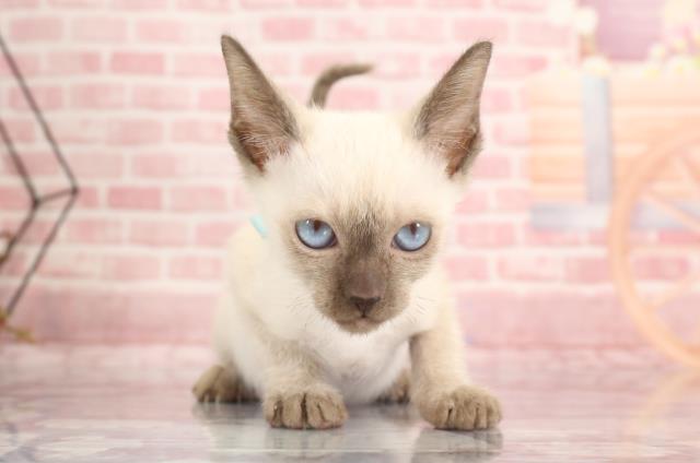 福岡県のトンキニーズ (Coo&RIKU行橋店/2023年8月21日生まれ/男の子/ナチュラルポイント)の子猫
