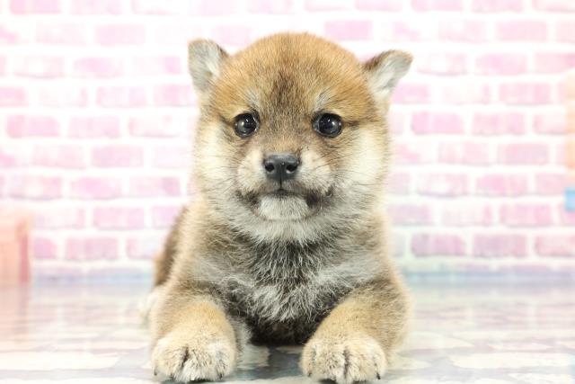 柴犬