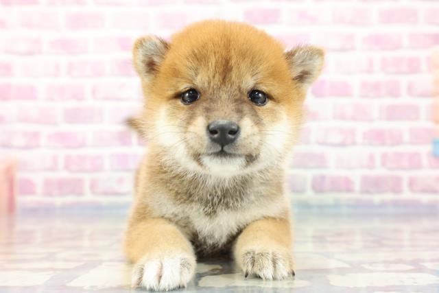 柴犬