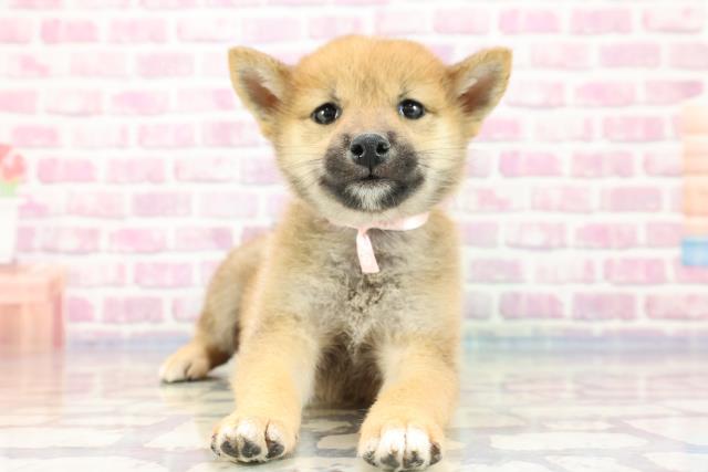 愛知県の柴犬 (Coo&RIKU瀬港線守山店/2023年9月15日生まれ/女の子/レッド(赤))の子犬