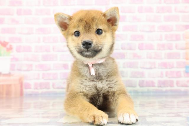 栃木県の柴犬 (Coo&RIKU宇都宮店/2023年9月15日生まれ/女の子/レッド(赤))の子犬