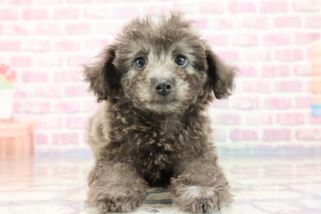 埼玉県のトイプードル (Coo&RIKU桶川店/2023年9月15日生まれ/女の子/シルバー)の子犬