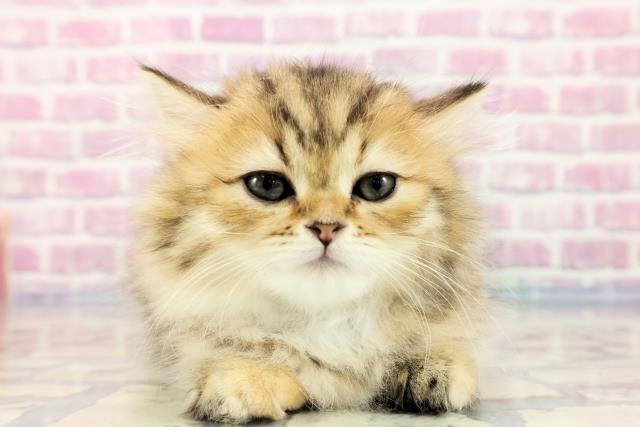 栃木県のミヌエット (Coo&RIKU足利店/2023年9月11日生まれ/女の子/ブラウンタビーホワイト)の子猫