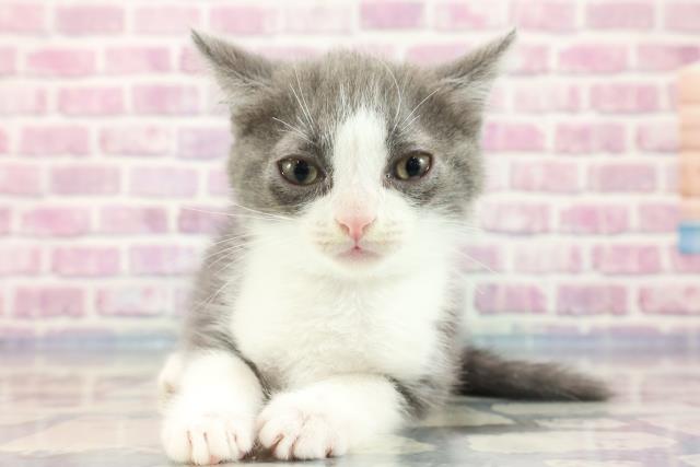山梨県のスコティッシュフォールド (Coo&RIKU甲府昭和通り店/2023年9月16日生まれ/男の子/ブルータビーホワイト)の子猫