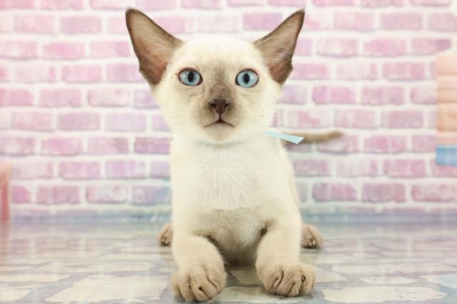 東京都のトンキニーズ (Coo&RIKU江戸川店/2023年8月22日生まれ/男の子/ブルーポイント)の子猫