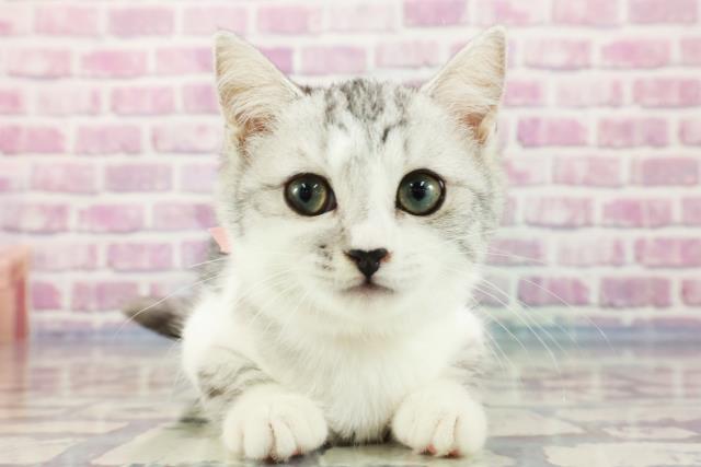長野県のキンカロー (Coo&RIKU松本店/2023年7月23日生まれ/女の子/シルバータビーホワイト)の子猫