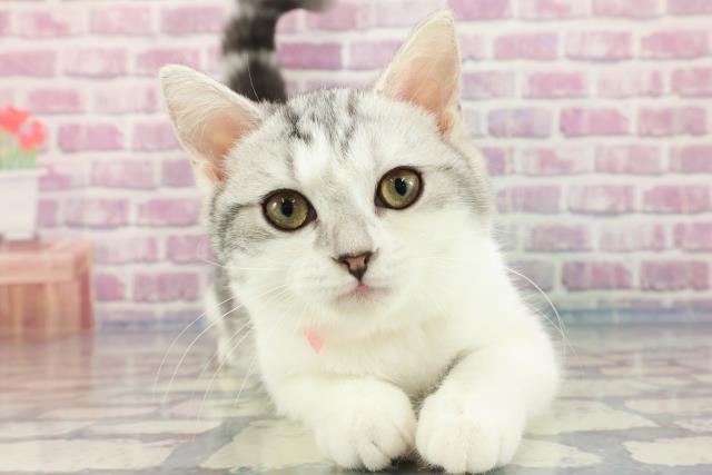 栃木県のキンカロー (Coo&RIKU宇都宮店/2023年7月23日生まれ/女の子/シルバータビーホワイト)の子猫