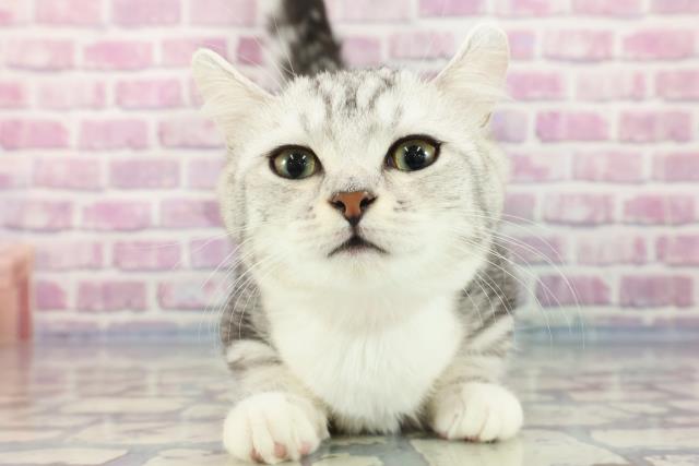 兵庫県のキンカロー (Coo&RIKU神戸東灘店/2023年7月23日生まれ/女の子/シルバータビーホワイト)の子猫