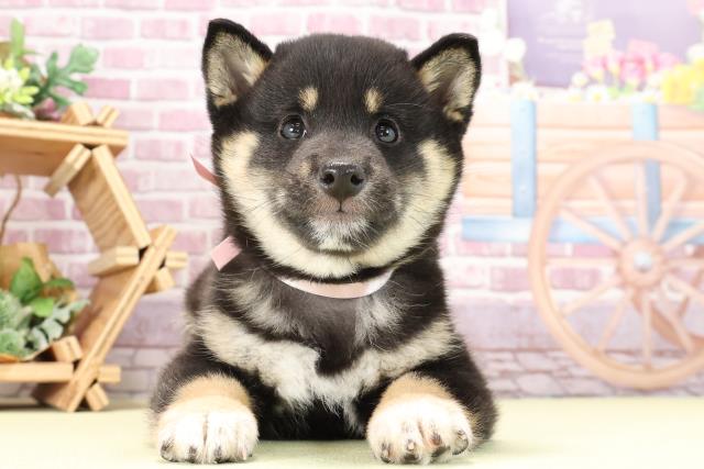 愛知県の豆柴 (Coo&RIKU東海岡崎店/2023年9月13日生まれ/女の子/ブラック(黒))の子犬