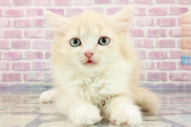 愛媛県のラガマフィン (Coo&RIKU愛媛松山店/2023年9月16日生まれ/男の子/クリームタビーホワイト)の子猫