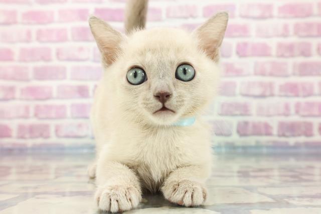 北海道のトンキニーズ (Coo&RIKU苫小牧店/2023年9月14日生まれ/男の子/シールポイント)の子猫