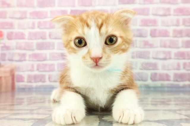 岐阜県のスコティッシュフォールド (Coo&RIKU各務原店/2023年8月31日生まれ/男の子/レッドタビーホワイト)の子猫
