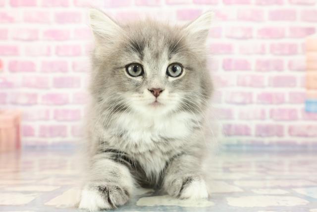 岐阜県のサイベリアン (Coo&RIKU岐阜店/2023年9月15日生まれ/女の子/ブルータビーホワイト)の子猫