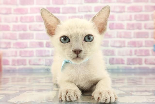 栃木県のトンキニーズ (Coo&RIKU宇都宮店/2023年9月4日生まれ/男の子/プラチナミンク)の子猫