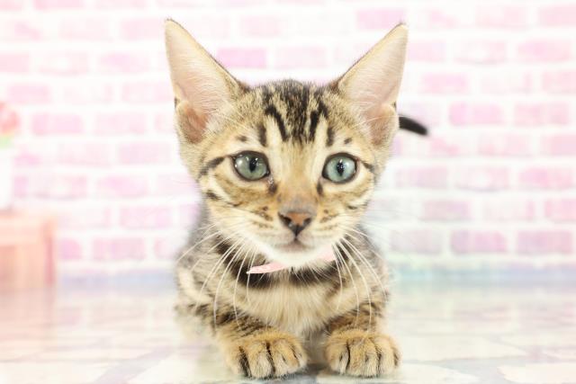 埼玉県のベンガル (Coo&RIKU桶川店/2023年9月11日生まれ/女の子/ブラウンスポットタビー)の子猫