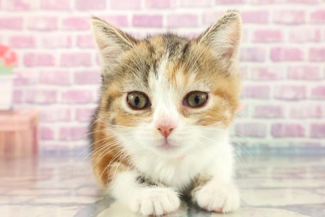 鳥取県のマンチカン (Coo&RIKUラ・ムー鳥取東店/2023年9月17日生まれ/女の子/キャリコ)の子猫