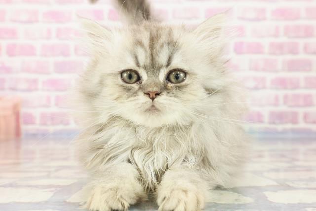 青森県のペルシャ (Coo&RIKU青森店/2023年9月17日生まれ/女の子/チンチラシルバー)の子猫