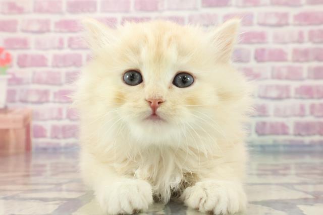 静岡県のラガマフィン (Coo&RIKU浜松店/2023年9月17日生まれ/男の子/カメオタビー)の子猫