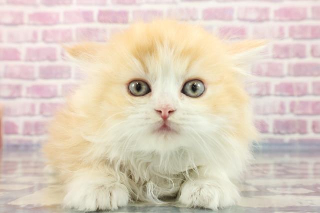 千葉県のスコティッシュフォールド (Coo&RIKUアクロスモール新鎌ケ谷店/2023年9月17日生まれ/男の子/レッドタビーホワイト)の子猫
