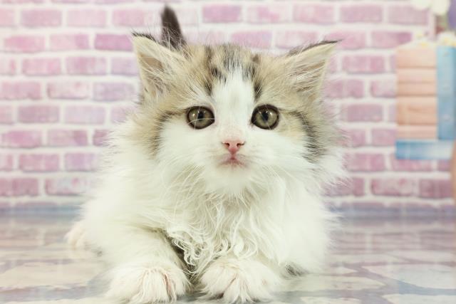 北海道のスコティッシュフォールド (Coo&RIKU室蘭店/2023年9月17日生まれ/女の子/ブラウンタビーホワイト)の子猫