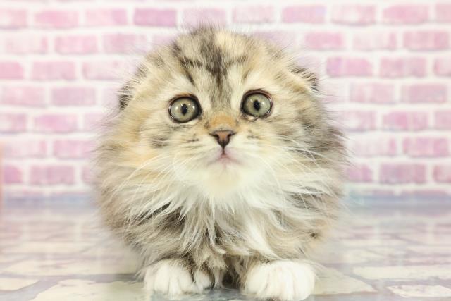 石川県のスコティッシュフォールド (Coo&RIKU金沢店/2023年9月17日生まれ/女の子/キャリコ)の子猫