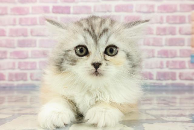 北海道のスコティッシュフォールド (Coo&RIKU函館店/2023年9月17日生まれ/女の子/キャリコ)の子猫