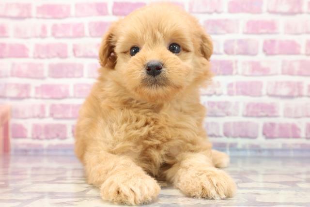 沖縄県のポメプー (Coo&RIKU沖縄浦添店/2023年5月15日生まれ/女の子/アプリコット)の子犬