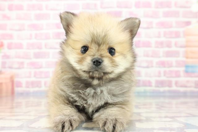 兵庫県のポメラニアン (Coo&RIKU神戸東灘店/2023年9月18日生まれ/女の子/オレンジ)の子犬