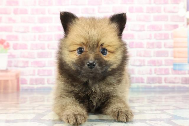 北海道のポメラニアン (Coo&RIKU苫小牧店/2023年9月18日生まれ/女の子/オレンジ)の子犬