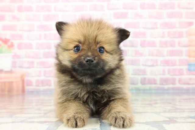 青森県のポメラニアン (Coo&RIKU青森店/2023年9月18日生まれ/女の子/オレンジ)の子犬