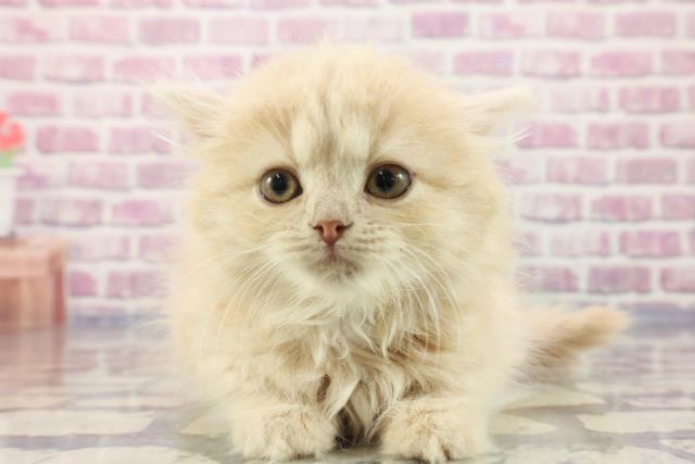 秋田県のサイベリアン (Coo&RIKU秋田店/2023年9月7日生まれ/女の子/クリームタビー)の子猫