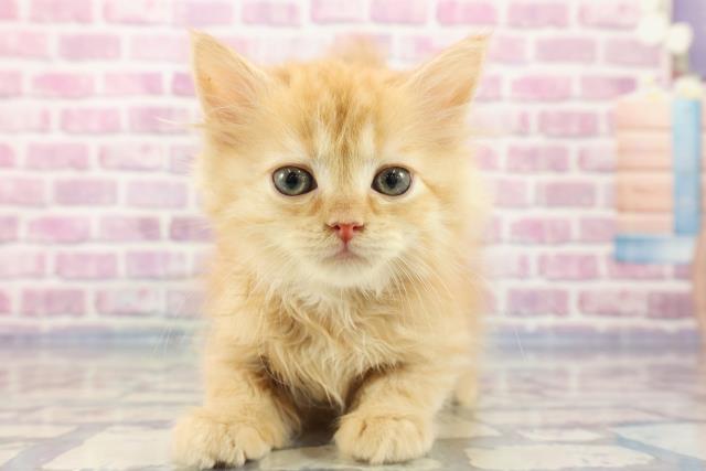 山形県のサイベリアン (Coo&RIKUイオンタウン酒田店/2023年9月14日生まれ/女の子/レッドタビー)の子猫