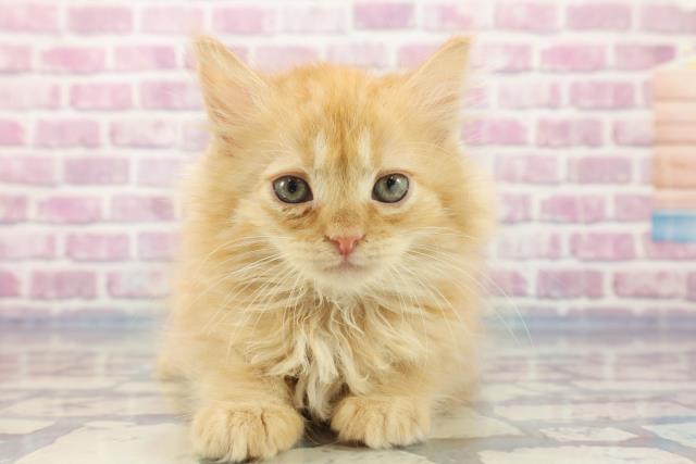 沖縄県のサイベリアン (Coo&RIKUイオン北谷店/2023年9月14日生まれ/女の子/レッドタビー)の子猫