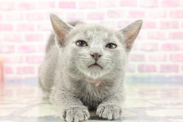 石川県のロシアンブルー (Coo&RIKUイオン野々市南店/2023年9月14日生まれ/女の子/ブルー)の子猫