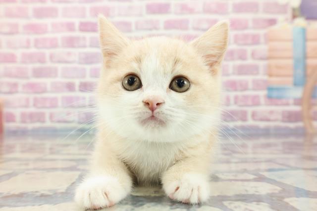 沖縄県のスコティッシュフォールド (Coo&RIKUイオン北谷店/2023年9月15日生まれ/男の子/クリームタビーホワイト)の子猫