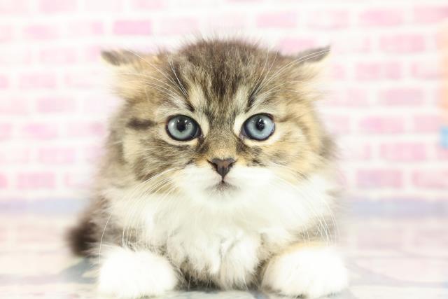 長野県のラガマフィン (Coo&RIKU松本店/2023年9月17日生まれ/女の子/ブラウンパッチドタビーホワイト)の子猫