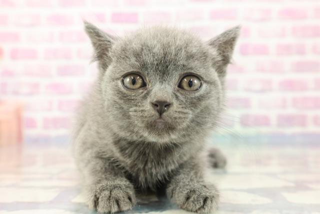 秋田県のブリティッシュショートヘアー (Coo&RIKU秋田店/2023年9月15日生まれ/男の子/ブルー)の子猫
