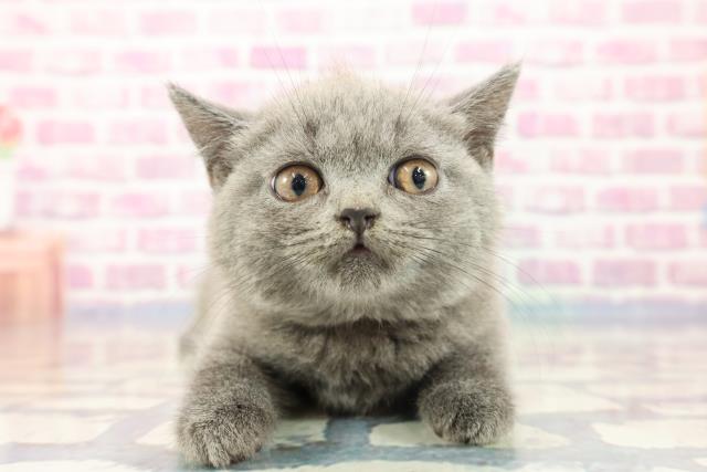 北海道のブリティッシュショートヘアー (Coo&RIKU室蘭店/2023年9月15日生まれ/女の子/ブルー)の子猫