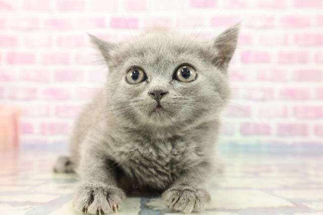 北海道のブリティッシュショートヘアー (Coo&RIKU函館店/2023年9月15日生まれ/女の子/ブルー)の子猫