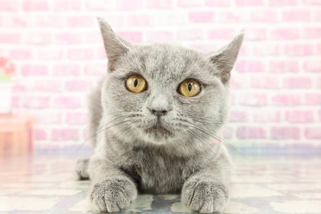 長野県のブリティッシュショートヘアー (Coo&RIKU松本店/2023年9月1日生まれ/女の子/ブルー)の子猫