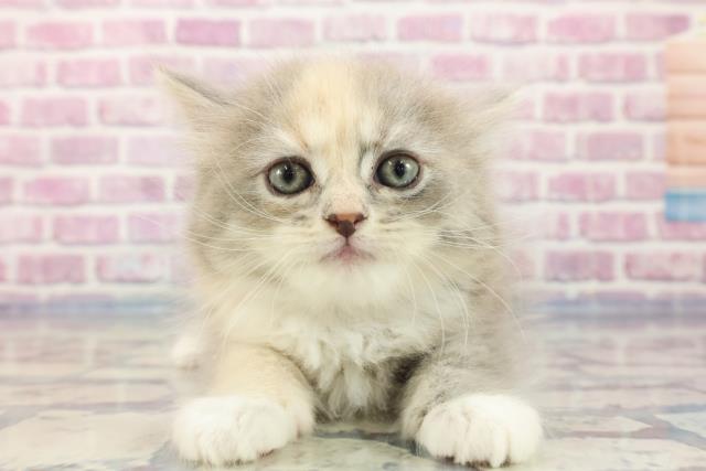 千葉県のサイベリアン (Coo&RIKU流山店/2023年9月14日生まれ/女の子/ダイリュートキャリコ)の子猫