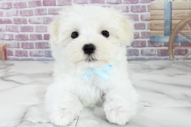 青森県のマルチーズ (Coo&RIKU弘前店/2023年9月13日生まれ/男の子/ホワイト(白))の子犬