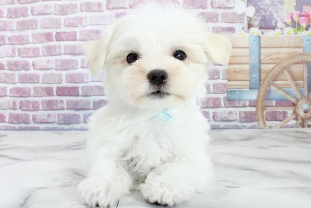 秋田県のマルチーズ (Coo&RIKU秋田店/2023年9月13日生まれ/男の子/ホワイト(白))の子犬