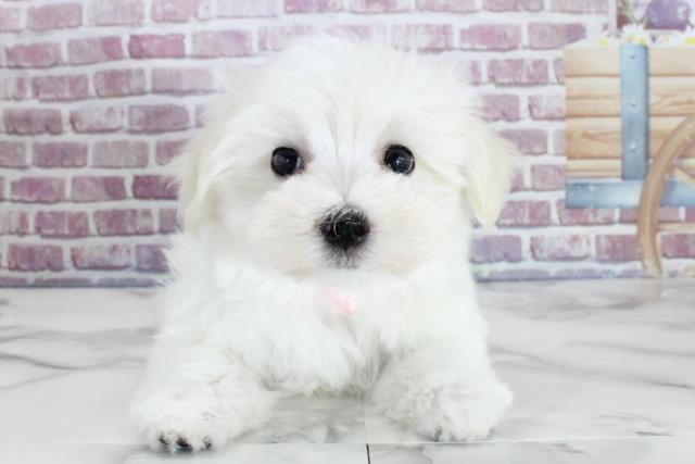 宮城県のマルチーズ (Coo&RIKU石巻店/2023年9月13日生まれ/女の子/ホワイト(白))の子犬