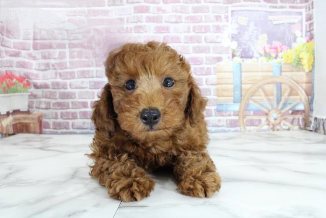 福島県のトイプードル (Coo&RIKU福島店/2023年9月17日生まれ/男の子/レッド(赤))の子犬