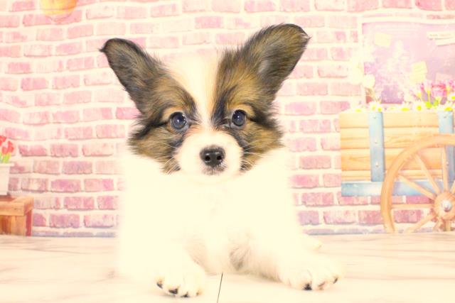 青森県のパピヨン (Coo&RIKU青森店/2023年9月18日生まれ/男の子/ホワイトブラウン(白茶))の子犬