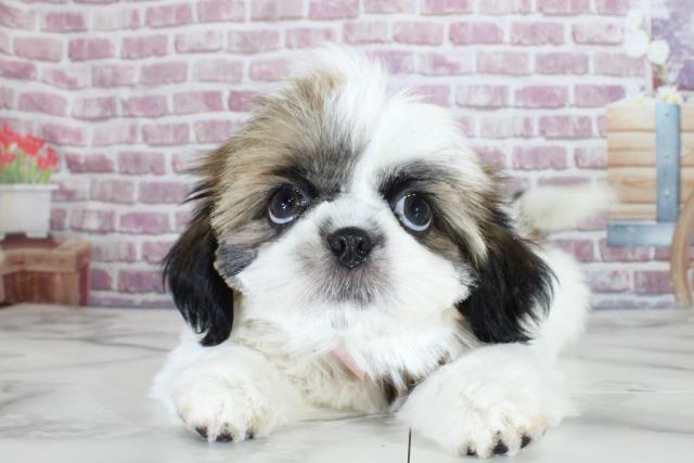 岩手県のシーズー (Coo&RIKU一関店/2023年8月31日生まれ/女の子/ゴールドホワイト)の子犬