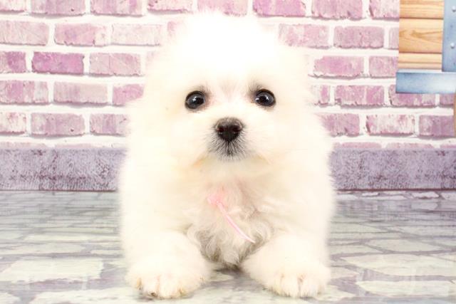 兵庫県のハーフ犬 (Coo&RIKU伊丹店/2023年9月14日生まれ/女の子/クリーム)の子犬